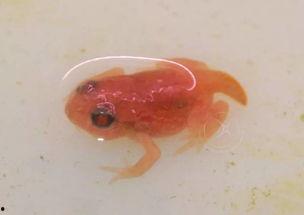 国产蝌蚪网,探索创新与发展的网络新势力 第2张 国产蝌蚪网,探索创新与发展的网络新势力 第2张