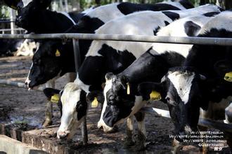 国产牛牛,探寻中国牛肉产业的崛起之路  第2张