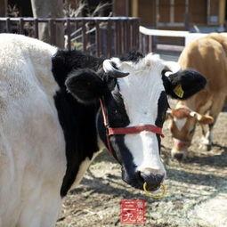 国产牛牛,探寻中国牛肉产业的崛起之路  第3张